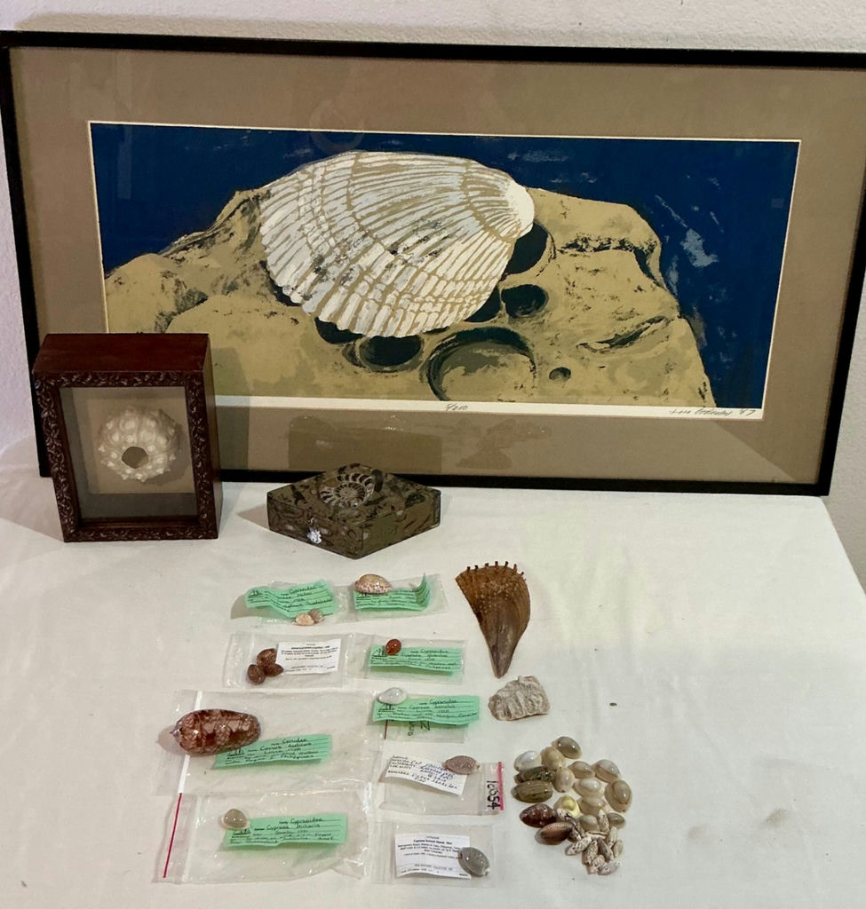 Shell Art and shell collection - image 1 of 12