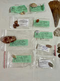 Shell Art and shell collection - thumbnail 11 of 12