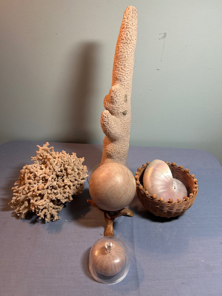 Coral and Shell Decorative Set - image 3 of 4
