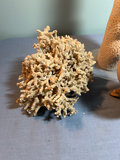 Coral and Shell Decorative Set - thumbnail 4 of 4