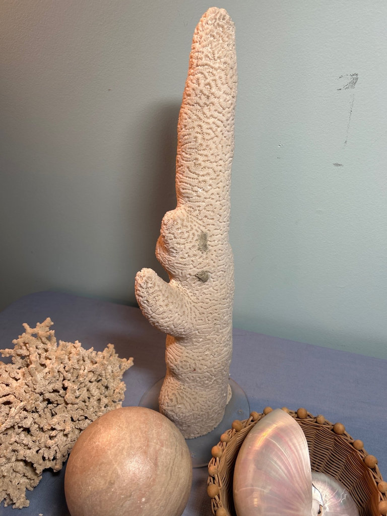 Coral and Shell Decorative Set - image 2 of 4