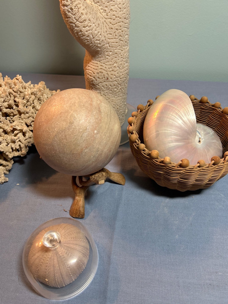 Coral and Shell Decorative Set - image 1 of 4