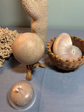 Coral and Shell Decorative Set - thumbnail 1 of 4