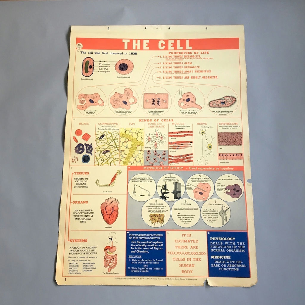 5 Charts from a 1946 School Health Wall Flip Chart - image 1 of 5