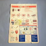 5 Charts from a 1946 School Health Wall Flip Chart - thumbnail 1 of 5