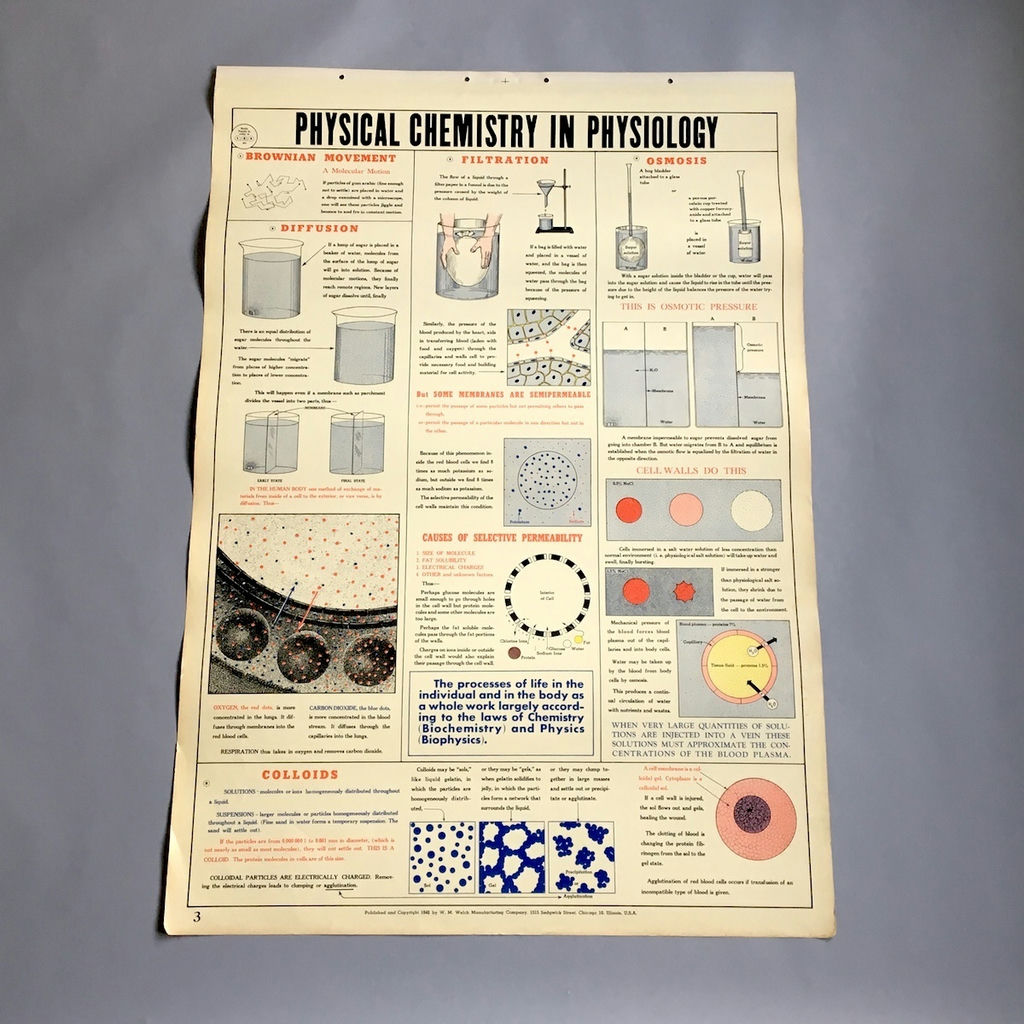 5 Charts from a 1946 School Health Wall Flip Chart - image 5 of 5