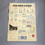 5 Charts from a 1946 School Health Wall Flip Chart - thumbnail 5 of 5