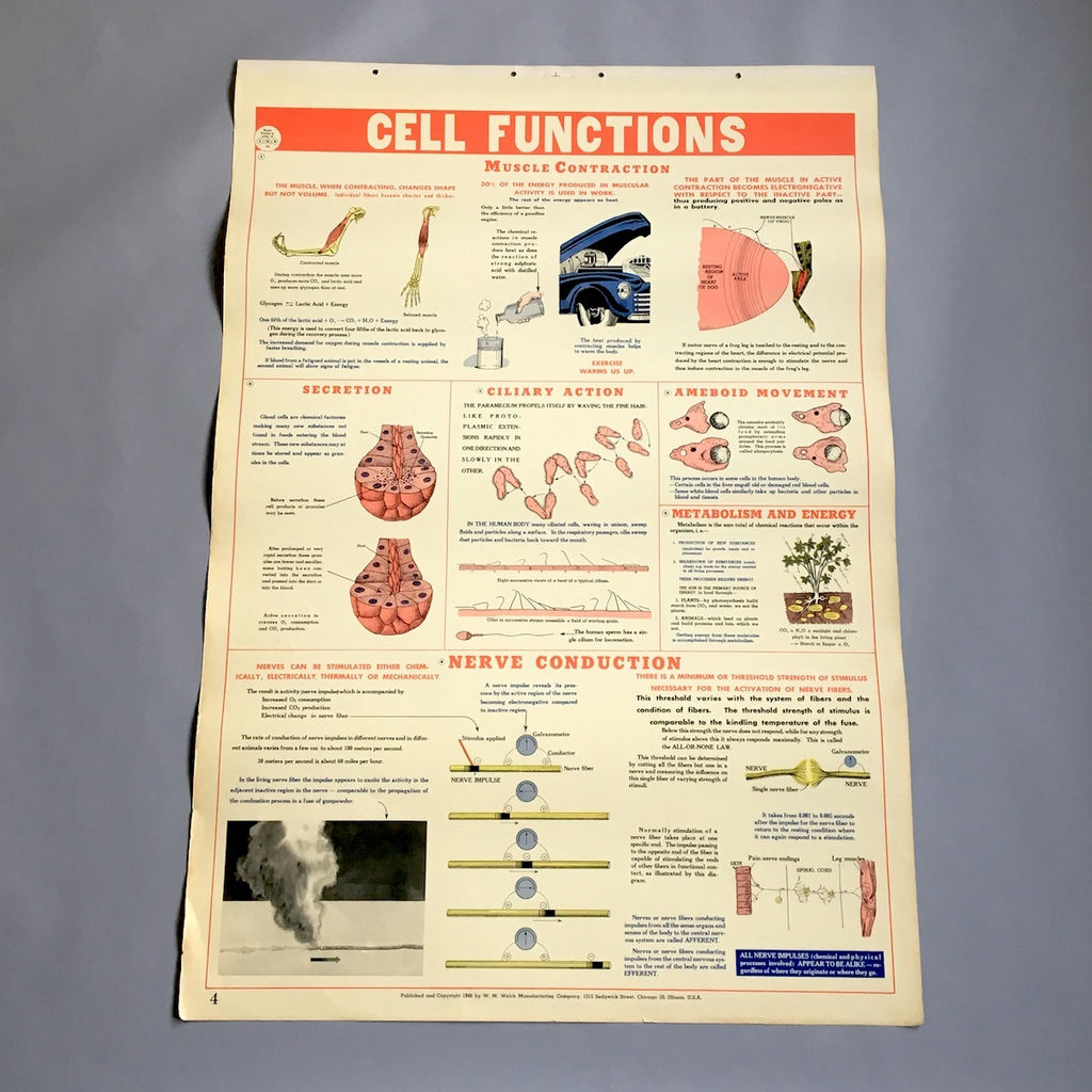 5 Charts from a 1946 School Health Wall Flip Chart - image 4 of 5