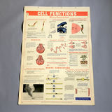 5 Charts from a 1946 School Health Wall Flip Chart - thumbnail 4 of 5