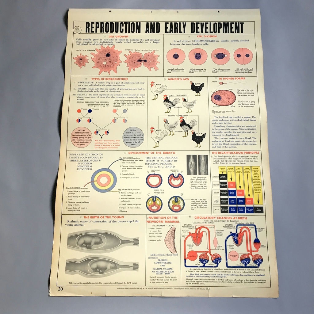 5 Charts from a 1946 School Health Wall Flip Chart - image 2 of 5