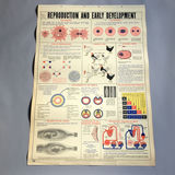 5 Charts from a 1946 School Health Wall Flip Chart - thumbnail 2 of 5