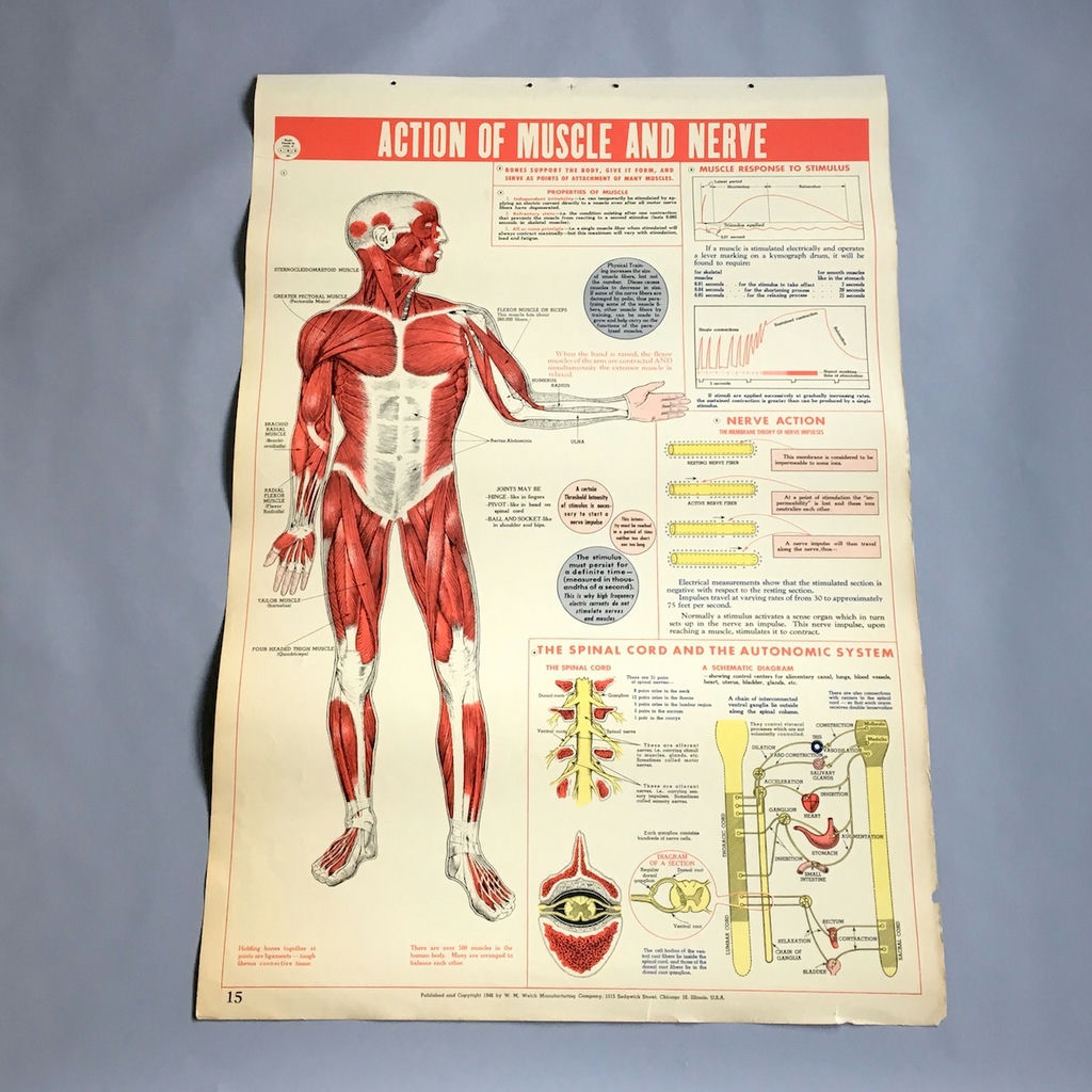 5 Charts from a 1946 School Health Wall Flip Chart - image 3 of 5