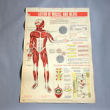 5 Charts from a 1946 School Health Wall Flip Chart - thumbnail 3 of 5