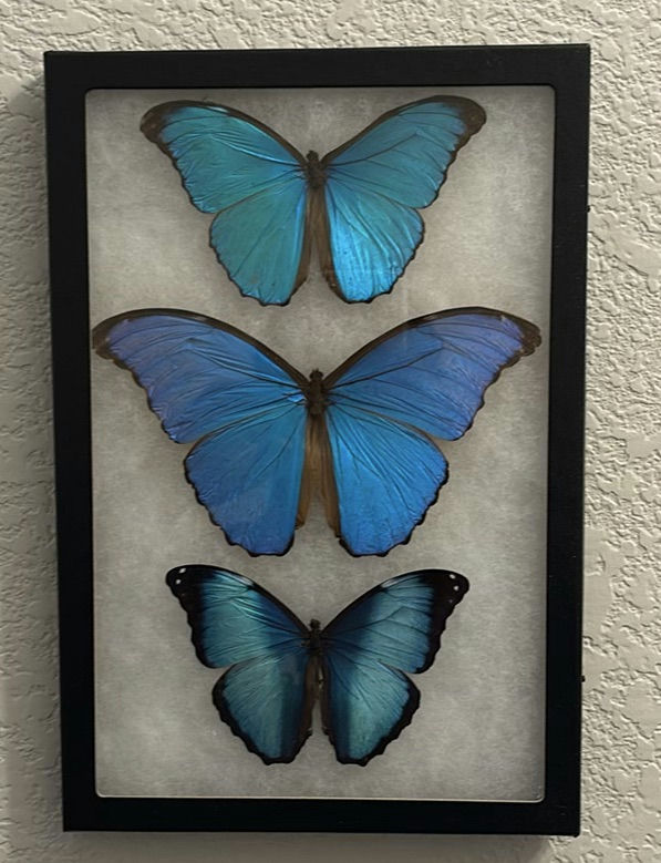 Framed Butterfly and Moth Display Collection with Metal Hamsa Wall Decor - image 6 of 8