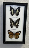 Framed Butterfly and Moth Display Collection with Metal Hamsa Wall Decor - thumbnail 5 of 8