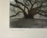 Harriet Blum Framed Fine Art Photograph and Green Glass Vase - thumbnail 3 of 6