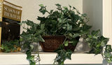 Assorted Fiction and Nonfiction Books with Decorative Ivy Plant - thumbnail 4 of 4