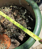 Assorted Ceramic Planters and Metal Watering Can - thumbnail 3 of 5