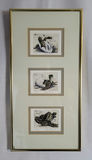 Adorable Signed Turtle Art Artwork Etchings - thumbnail 1 of 3