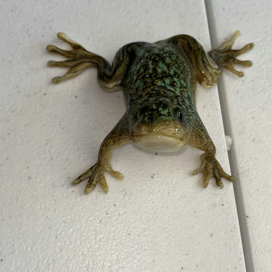 Glass Frog Figurines, Tadpole Figurines, and Crocheted Dog Plush - image 3 of 10