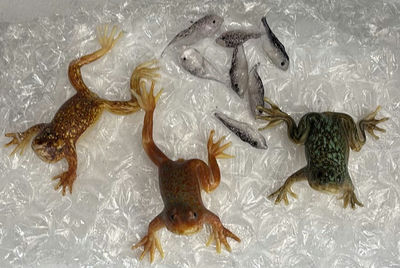 Glass Frog Figurines, Tadpole Figurines, and Crocheted Dog Plush - Image 1 of 10