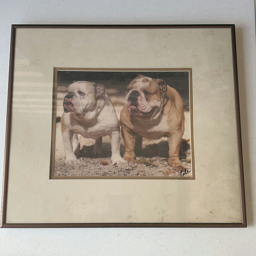 Two Framed Prints: Bulldog Portrait and Old Course St. Andrews - image 2 of 6