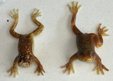 Glass Frog Figurines, Tadpole Figurines, and Crocheted Dog Plush - thumbnail 2 of 10