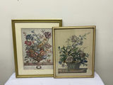 A Group of Two Botanical Art  - thumbnail 1 of 8