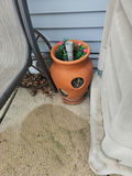 Yellow Sunflowers in Tall Planter with Assorted Garden Pots - thumbnail 5 of 8