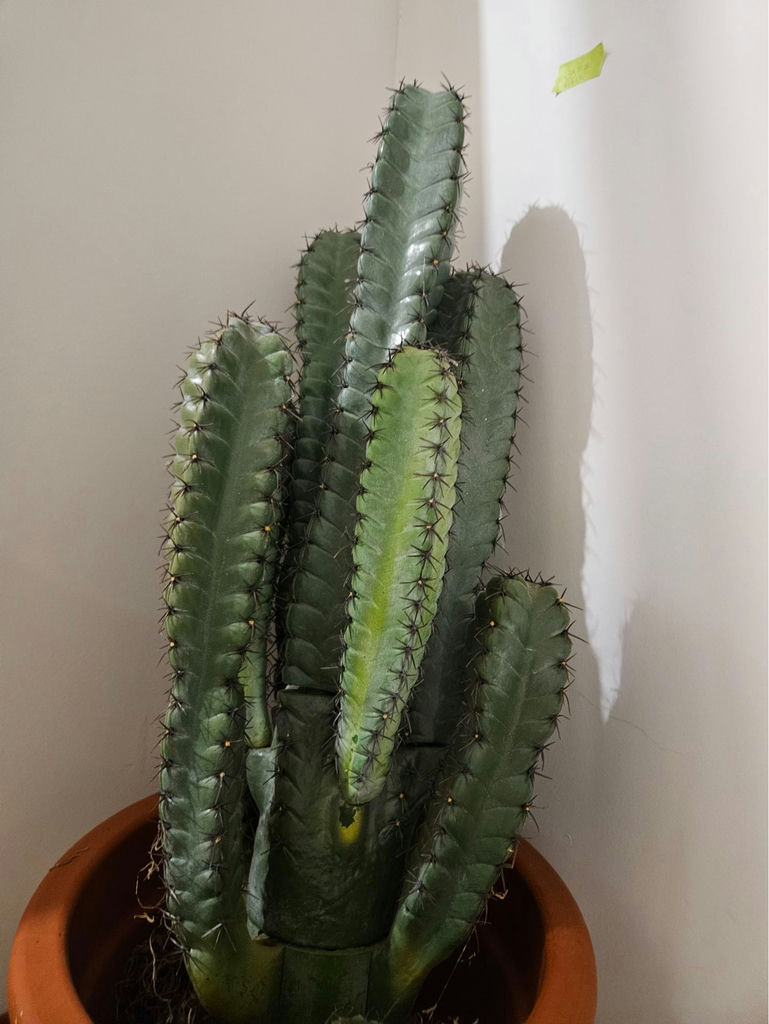 Tall faux cacti in terracotta pot - image 4 of 6