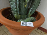 Tall faux cacti in terracotta pot - thumbnail 6 of 6