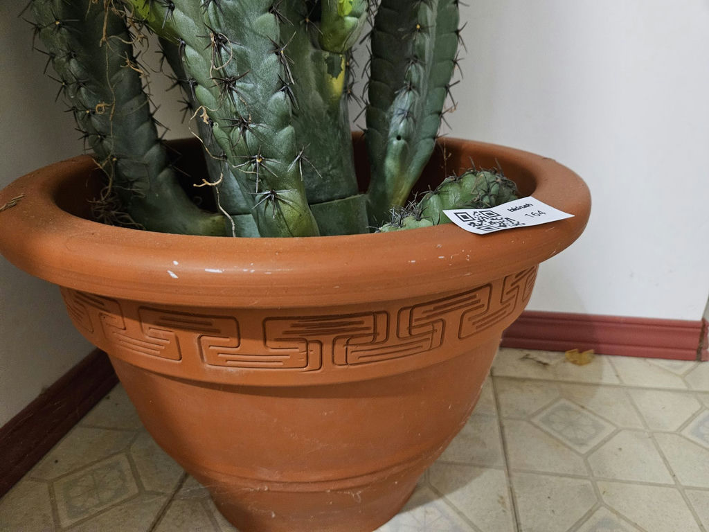 Tall faux cacti in terracotta pot - image 3 of 6
