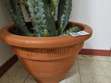 Tall faux cacti in terracotta pot - thumbnail 3 of 6