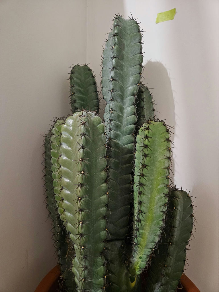Tall faux cacti in terracotta pot - image 2 of 6