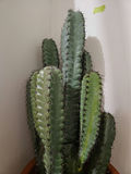 Tall faux cacti in terracotta pot - thumbnail 2 of 6