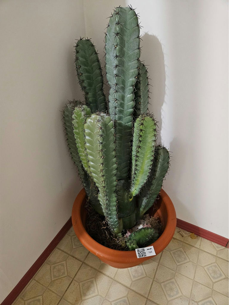 Tall faux cacti in terracotta pot - image 1 of 6