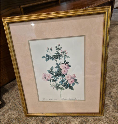 Framed Rosa multiflora carnea botanical print - Image 1 of 3