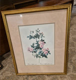 Framed Rosa multiflora carnea botanical print - thumbnail 1 of 3
