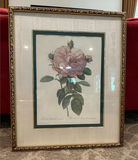 Framed rose botanical print by Pierre-Joseph Redouté - thumbnail 1 of 4