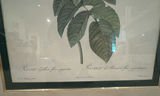 Framed rose botanical print by Pierre-Joseph Redouté - thumbnail 2 of 4