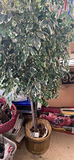 Artificial houseplants in pots - thumbnail 1 of 4