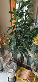 Christmas tees, garland for railing and Pine cones - thumbnail 5 of 6