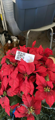 Poinsettia plants and frosted pinecones - Image 1 of 3