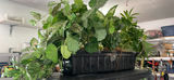 Artificial houseplants in pots - thumbnail 4 of 4