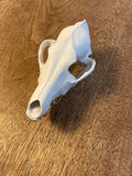 Porcelain Skulls by Beetle & Flor - thumbnail 3 of 6