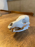 Porcelain Skulls by Beetle & Flor - thumbnail 1 of 6