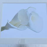 Framed White Calla Lily Wall Art Print - thumbnail 3 of 4