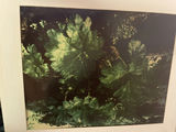 Collection of Nature and Landscape Photo Prints - thumbnail 3 of 10