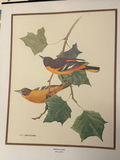 Collection of Wildlife and Bird Art Prints & art portfolio carry bags  - thumbnail 3 of 11