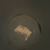 Blue and White Ginger Jar - thumbnail 7 of 9